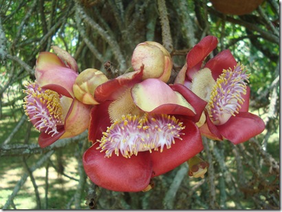 Couropita guianensis