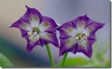 Capsicum praetermissum flowers