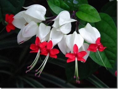 Clerodendrum thomsoniae1