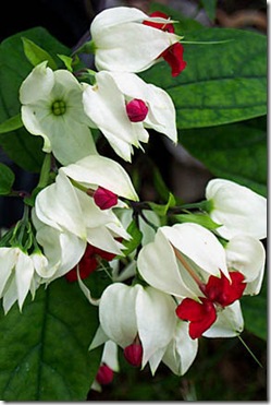 Clerodendrum thomsoniae