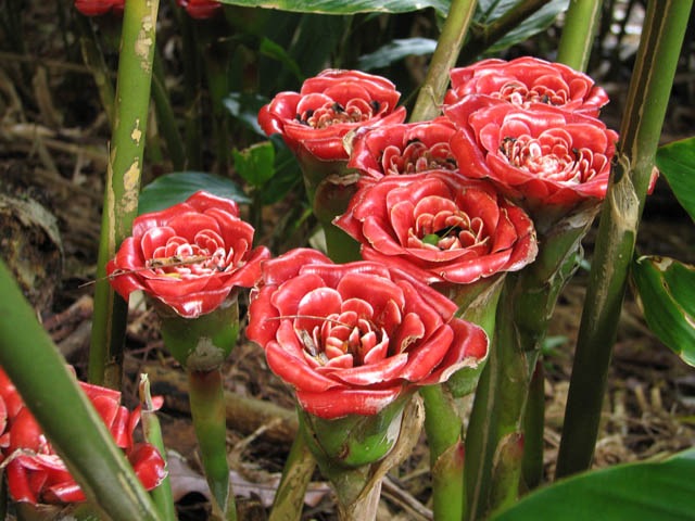 [Etlingera_cornerii[3].jpg]