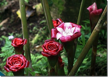 Etlingera corneri