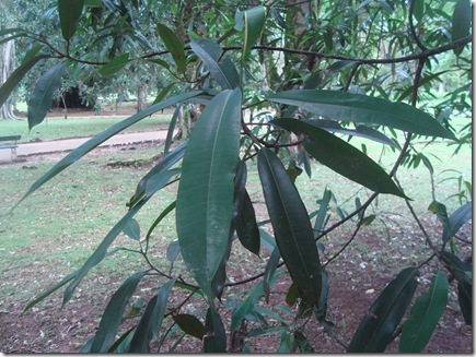 Ficus pseudo mangifera