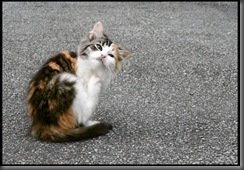 Kitty_Orange_by_juning Kitty_Orange_by_juning