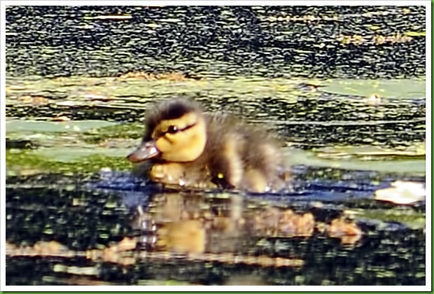 duckling