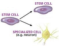 [stemcellspecialization2.jpg]