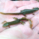 Red spotted newt
