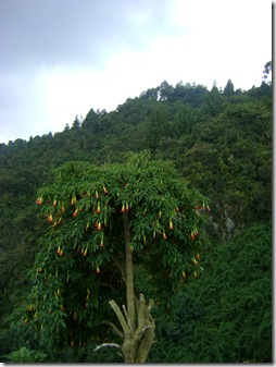 cerro de Monserrate