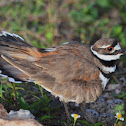 Killdeer and nest.