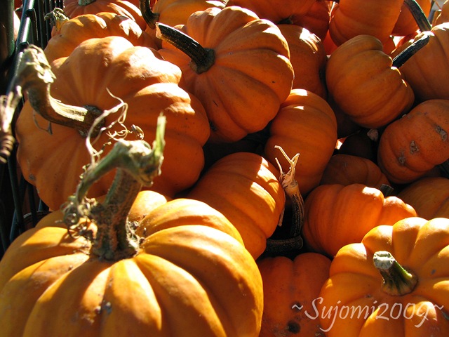 [2009 10 18 IMG_1390[3].jpg]