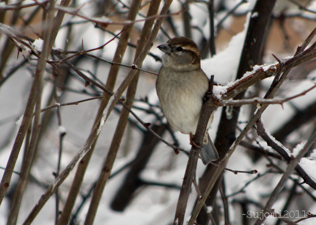 [2011 02 05 IMG_8316w[5].jpg]