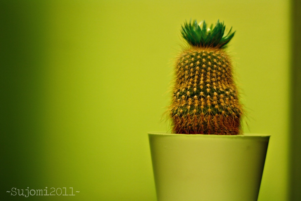 [2011 01 26 _MG_7960w[5].jpg]