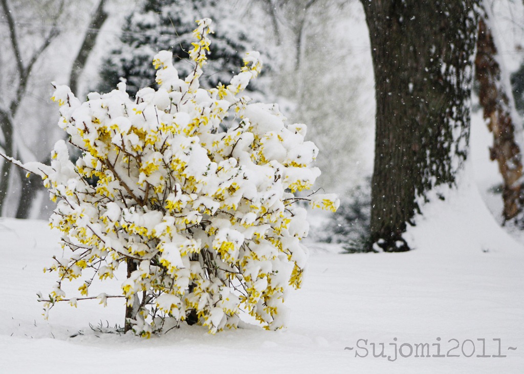 [2011 03 26 _MG_0247w[11].jpg]