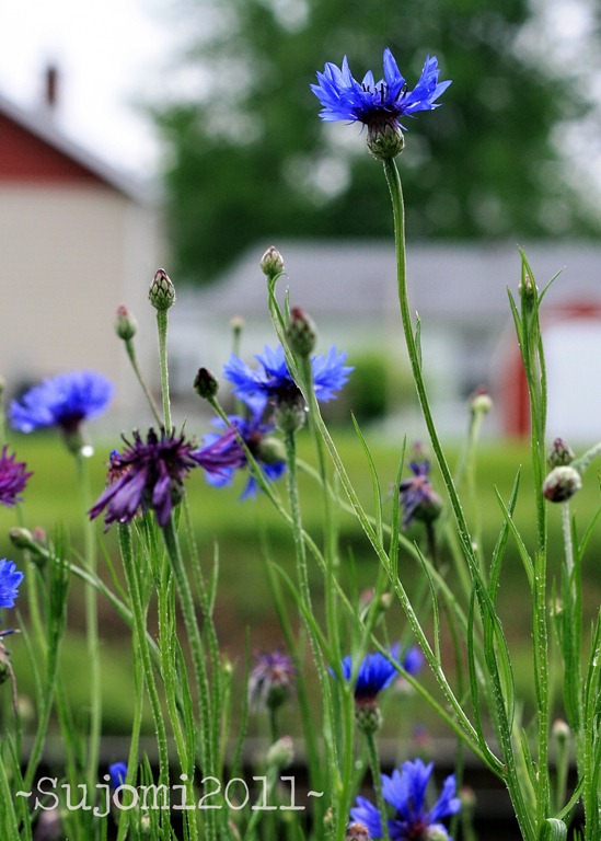 [2011 05 02 IMG_1404w[5].jpg]