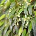 Orquidea Stellis