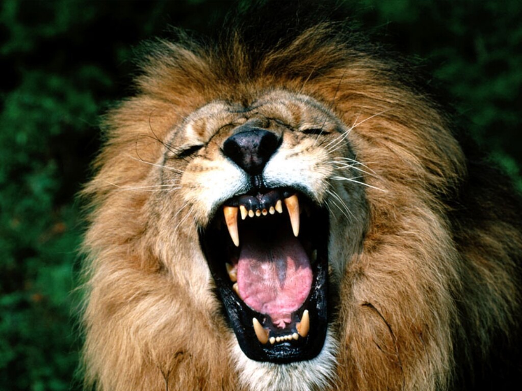 [roaring-lion1[2].jpg]