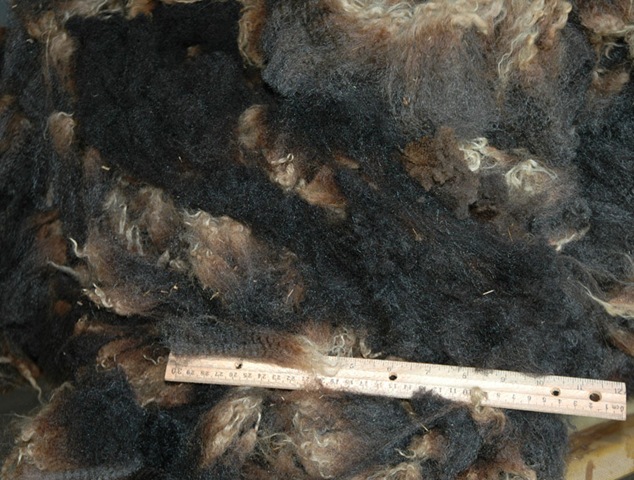 [curly_fleece_mar_07[1][6].jpg]