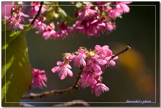 http://lh3.ggpht.com/_oHZKS5XSNYs/SWavmBPwZfI/AAAAAAAAGmU/wYlJXZt3C1s/s800/CRW_6943.jpg