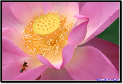 http://lh3.ggpht.com/_oHZKS5XSNYs/TA9KYvJRQBI/AAAAAAAAJYw/-9lJGFM7hEg/CRW_1333_RJ.jpg