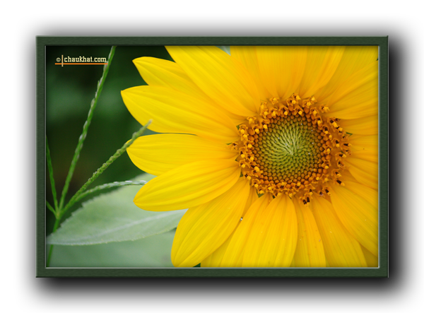 Sunflower [Chaukhat ID 2]