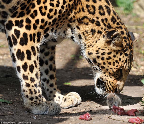 Brave Mouse with a Leopard, Photographed by Casey Gutteridge at Santago Rare Leopard Project, Hertfordshire Brave Mouse with a Leopard, Photographed by Casey Gutteridge at Santago Rare Leopard Project, Hertfordshire