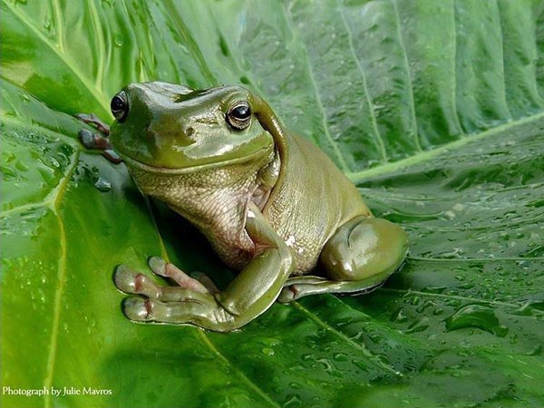 National Geographic Top 35 Photos of 2009 - Photograph by Julie Mavros National Geographic Top 35 Photos of 2009 - Photograph by Julie Mavros