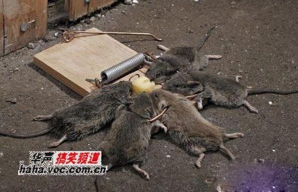 Photos that need no words to laugh - Death of five mice Photos that need no words to laugh - Death of five mice