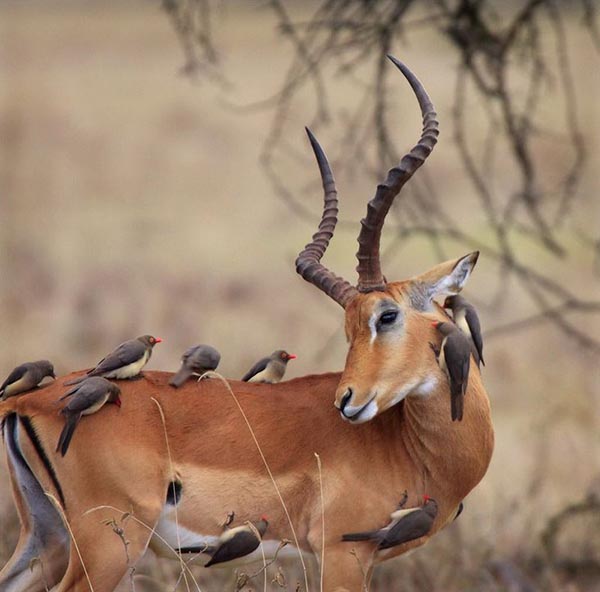 Deer with 9 beautician birds Deer with 9 beautician birds