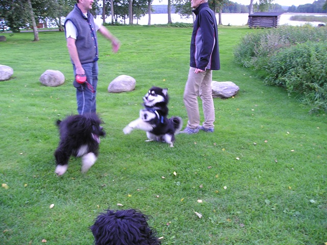 [lek med P.vannhund007[7].jpg]