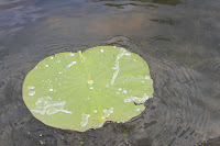 IMG_6392.JPG