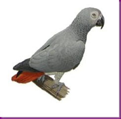 PARROT