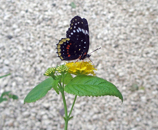 Butterflies Abound