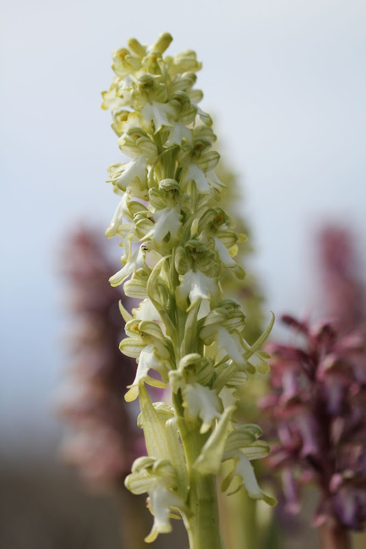 himantoglossum robertianum alba IMG_0670