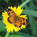 Pearl Crescent
