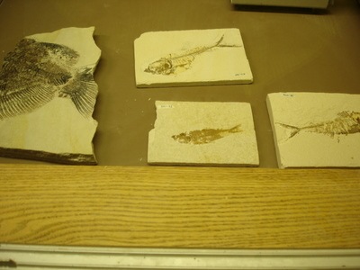 [fossil Fish[2].jpg]
