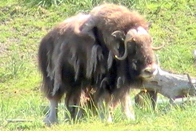 [12MuskOxAlaskaWildlifeConservationCe[1].jpg]