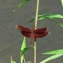 Painted Grasshawk