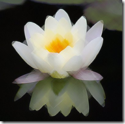 lotus