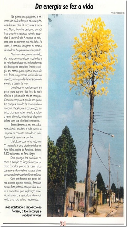 ipe amarelo