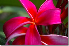 pinkfrangipani