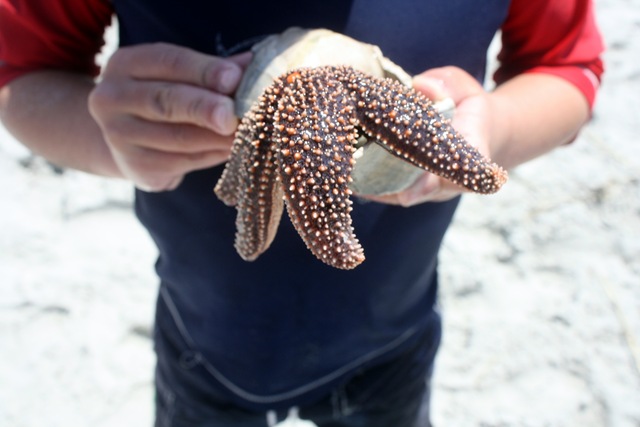 [follystarfish[3].jpg]