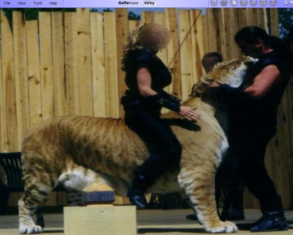 [tiger[8].jpg]