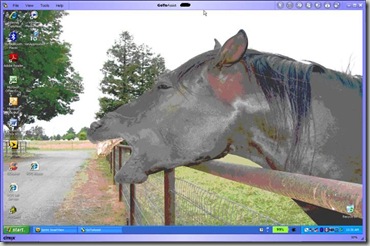 horse