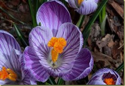 First spring flowers in Michigan