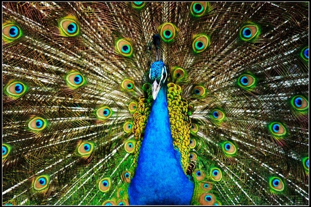 [peacock[3].jpg]