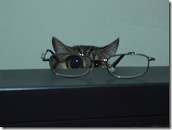 kucing cermin mata