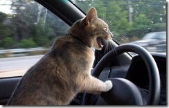 kucing bawak kereta