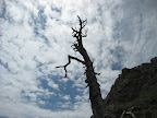 Cool Tree. cool myspace cursors