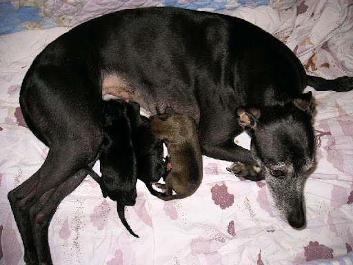 C-puppies