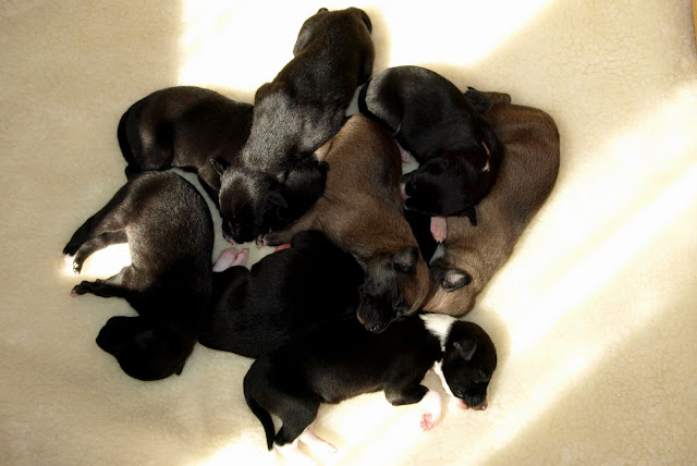 Pups 10 april